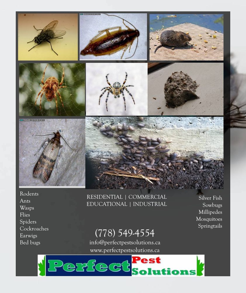 Perfect Pest Solutions Ltd.